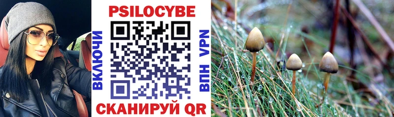 Псилоцибиновые грибы ЛСД где можно купить кракен как войти Хасавюрт